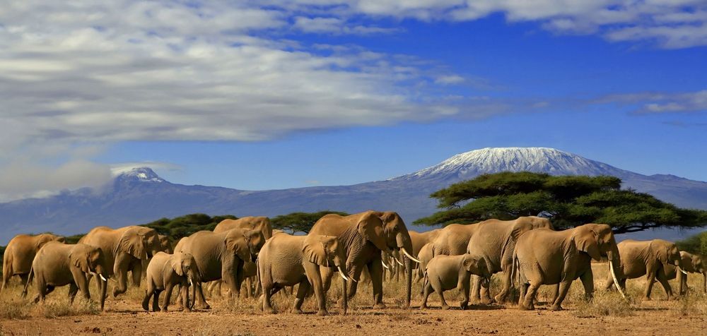 A herd of elephants crossing open plains with Kilimanjaro behind them